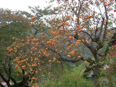 Diospyros kaki
